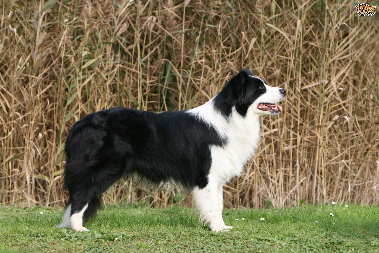 Gebitsverzorging voor honden. Poets regelmatig de tanden van je Border Collie voor een prachtig gezond gebit.