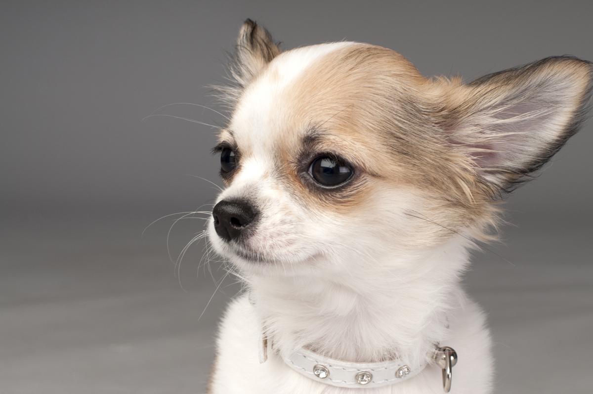 Gebitsverzorging voor honden. Chihuahua je lief hondje met een gezond gebit.