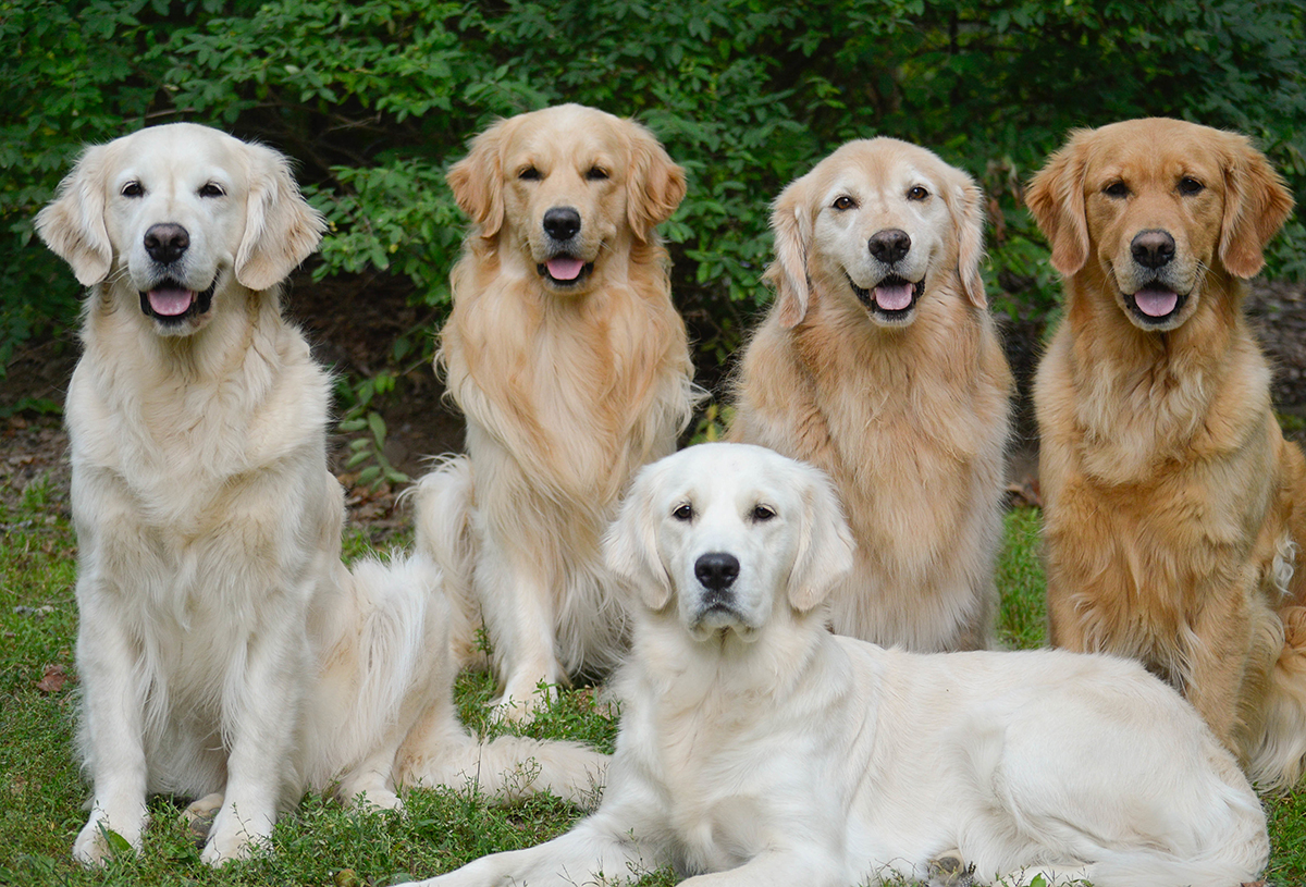Gebitsverzorging voor honden. Golden Retriever