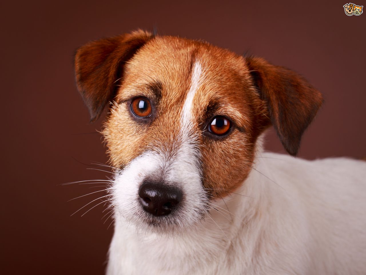 Gebitsverzorging voor honden. Je Jack Russell met mooie witte tande door een goede gebitsverzorging;