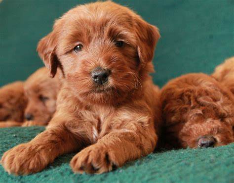 Gebitsverzorging voor honden. Gebitsverzorging voor je Labradoodle hond van groot belang ook voor zijn gedrag.