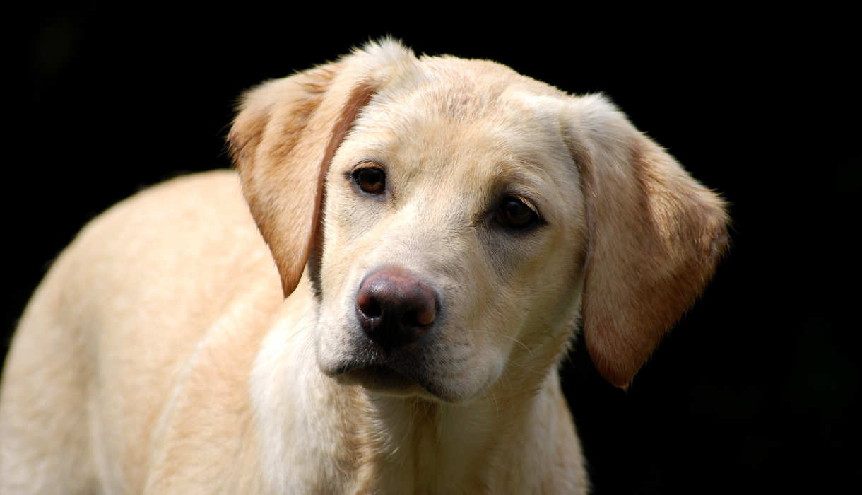 Gebitsverzorging voor honden. Een gezond gebit voor je Labrador.