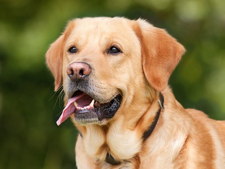 De gezondheid van uw hond, door de juiste medicatie.