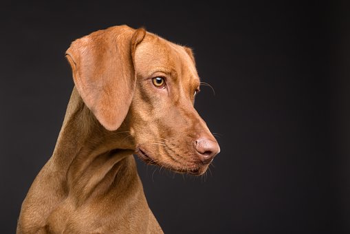 De gezondheid van uw hond, is belangrijk verzorg hem goed.