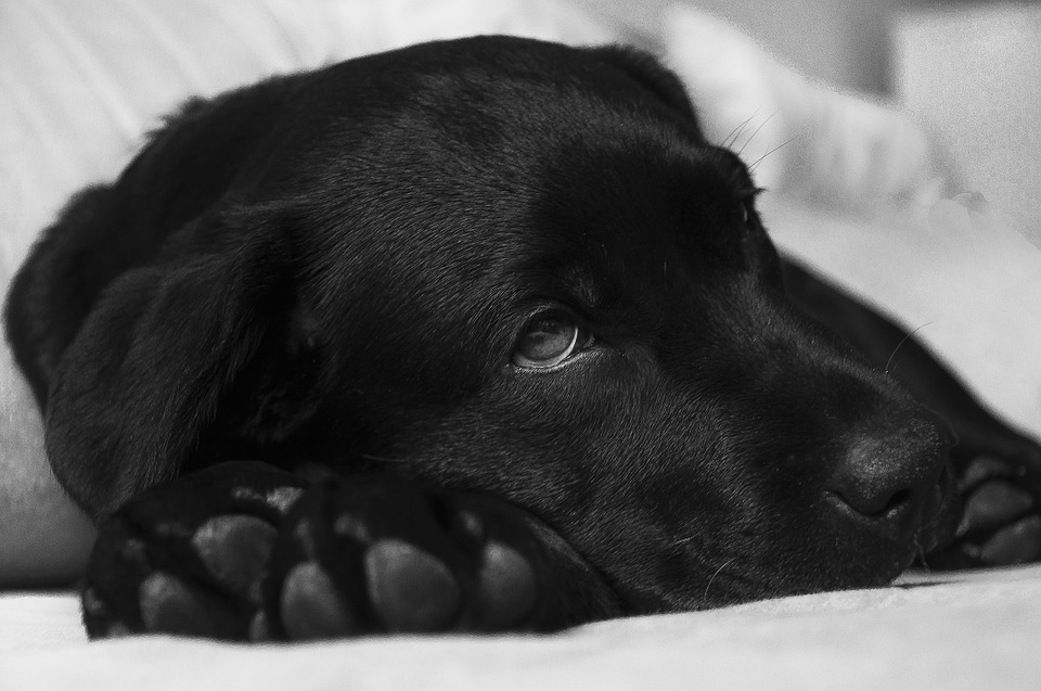 maag-darmparasiet bij honden en katten