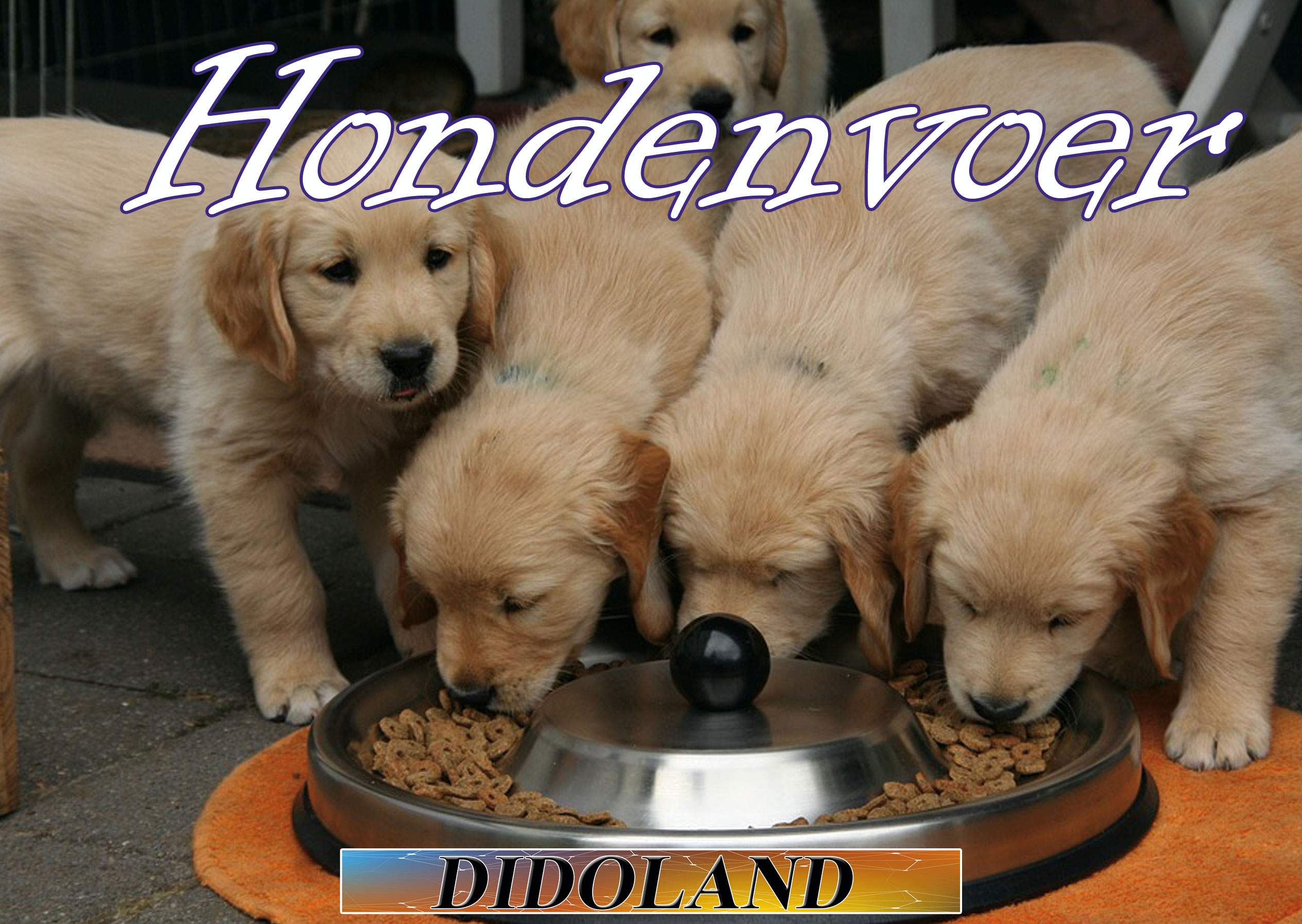 In alles voor honden is de voeding heel belangrijk. Hier vind je hondenvoer in het algemeen verder onder de foto hondenvoer in verschillende categorieën.