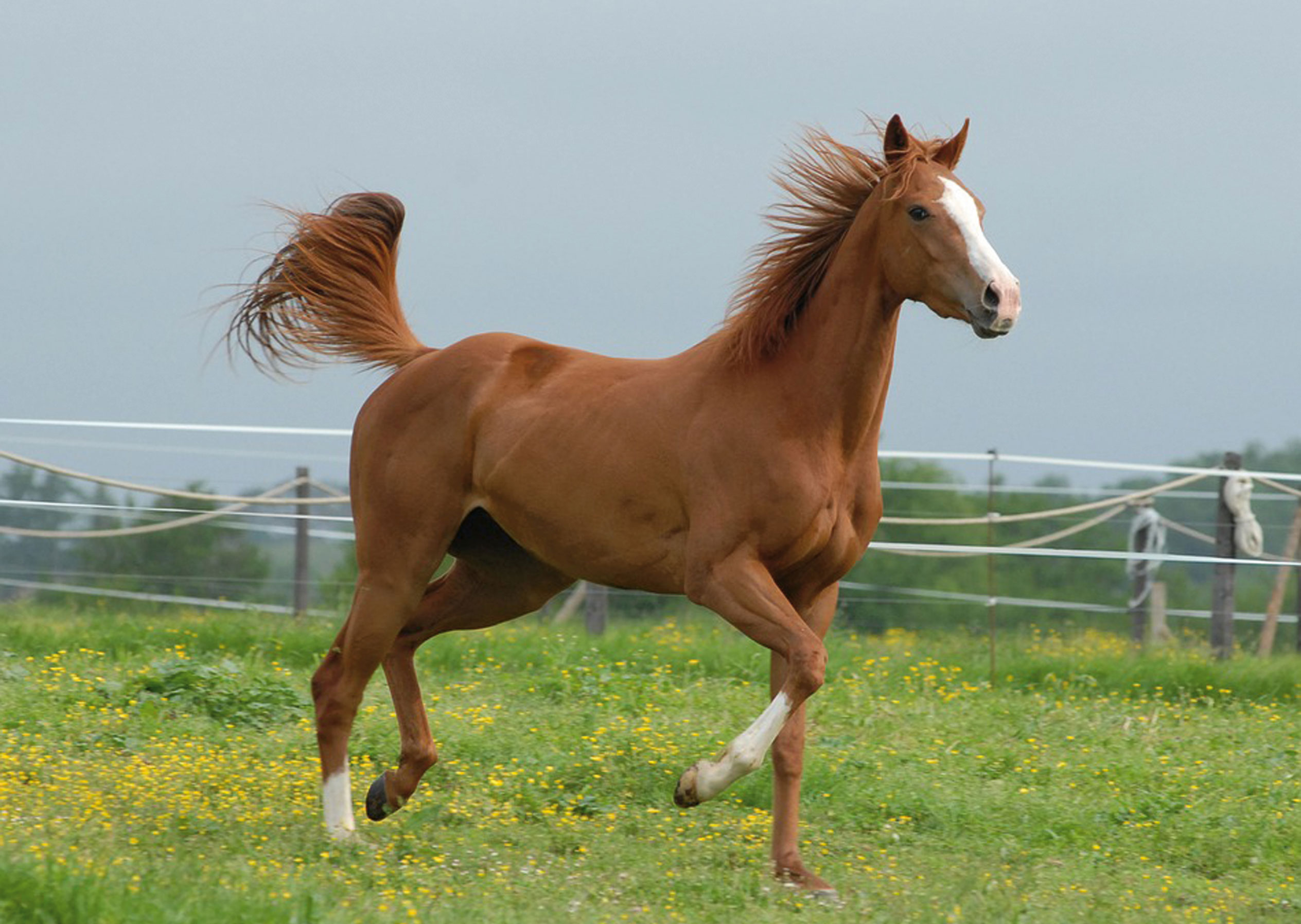 Alles over paarden, merries.