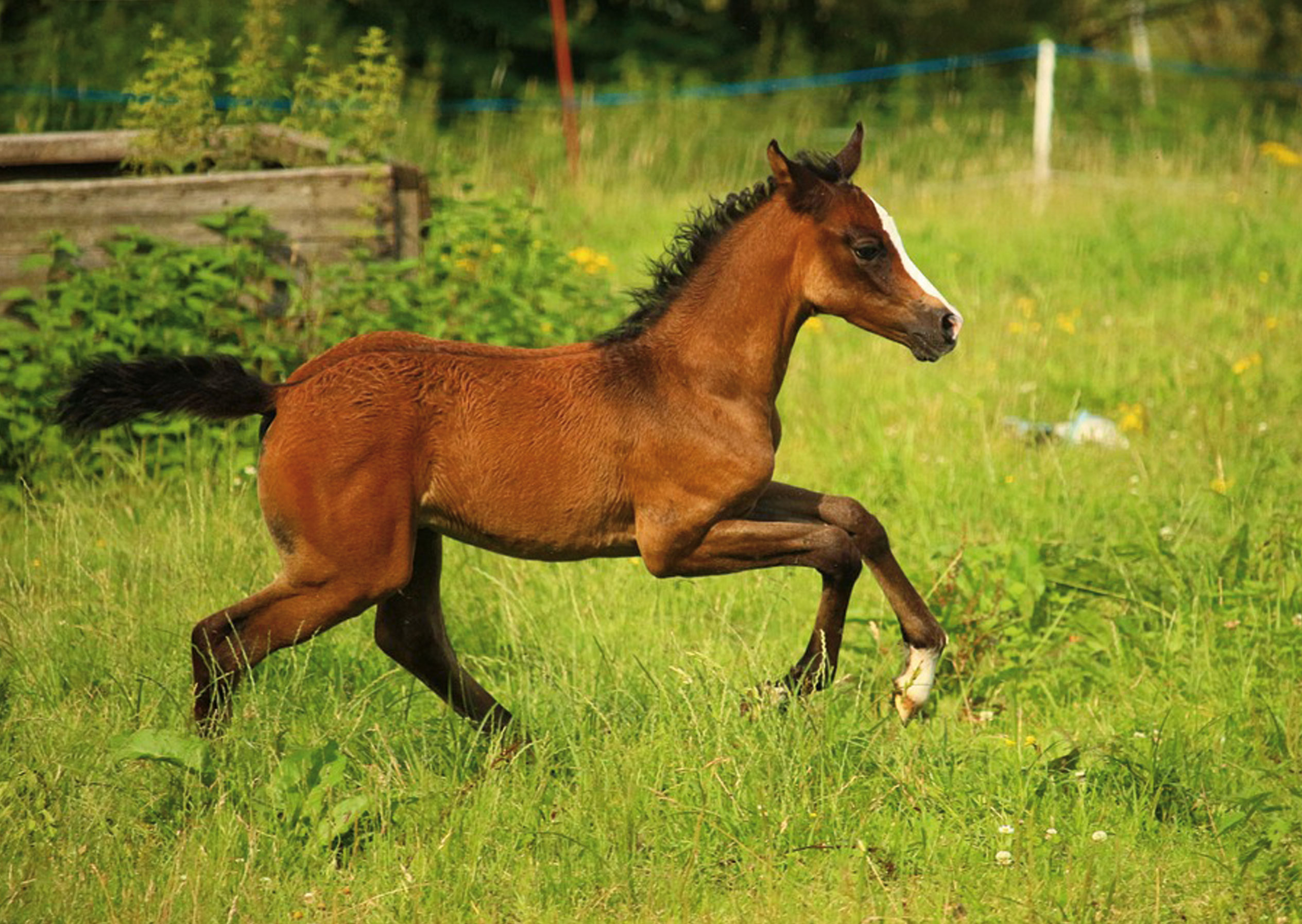 Alles over paarden, veulens.