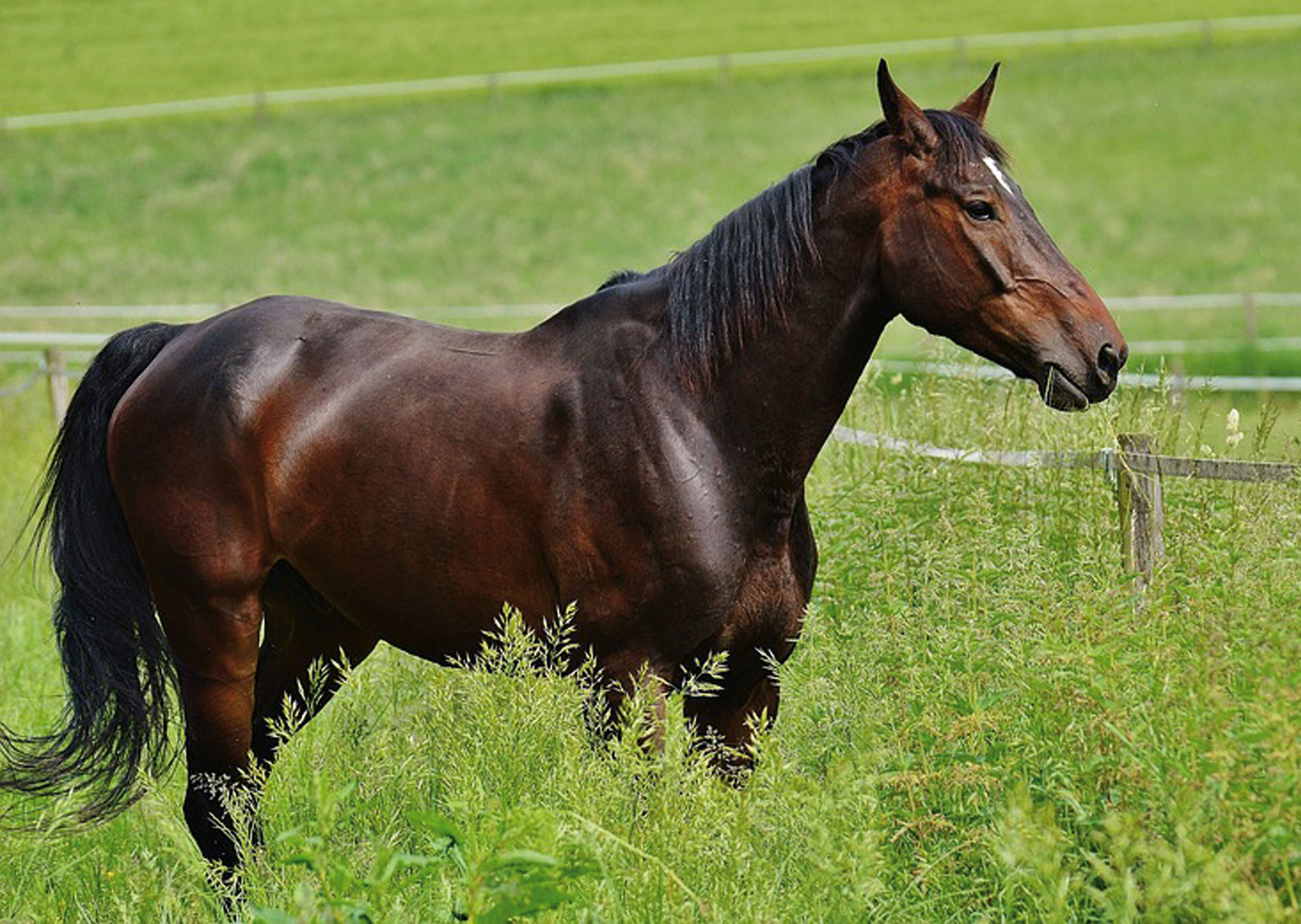 Alles over paarden, dekhengsten.