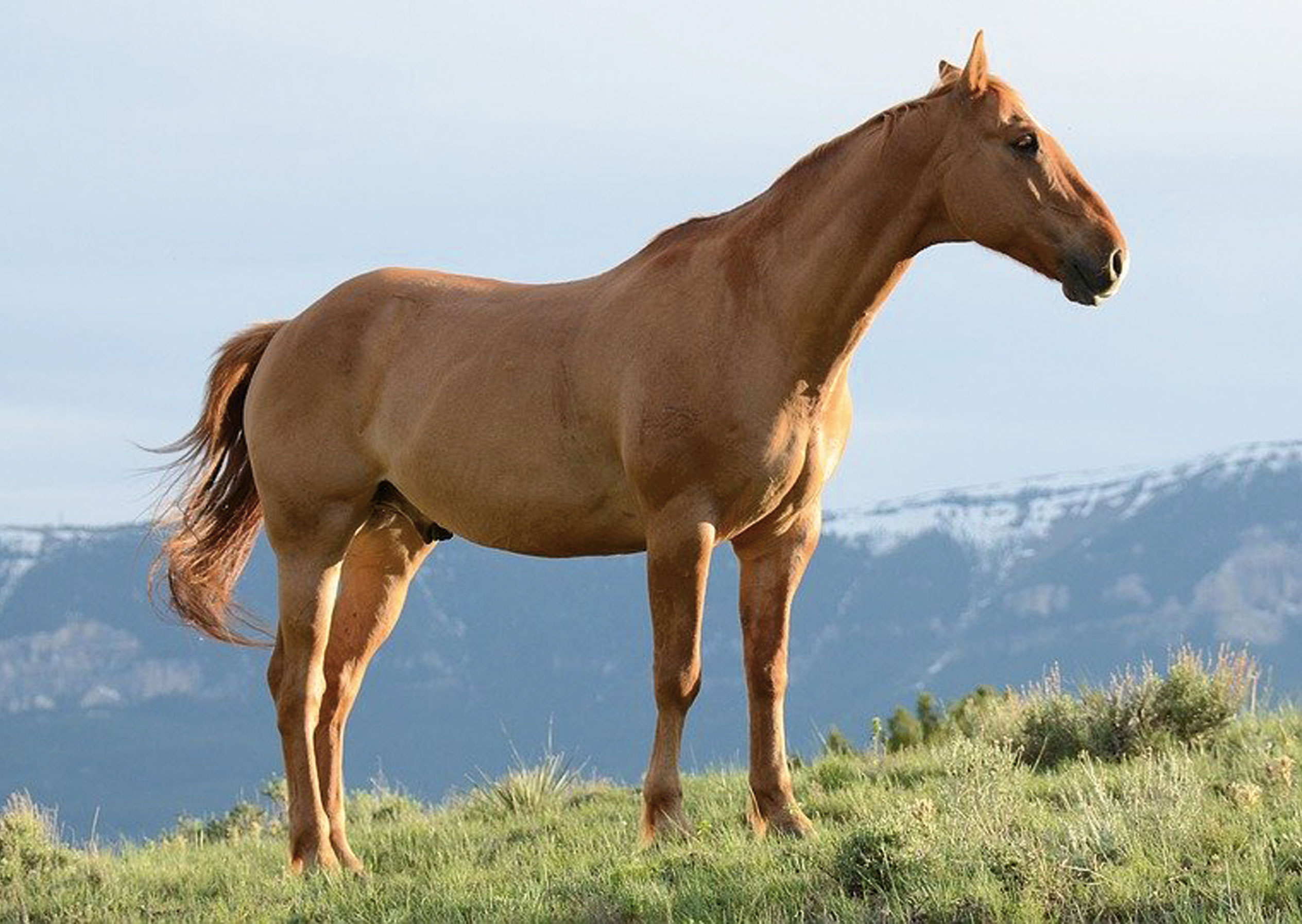 Alles over paarden, hengsten.