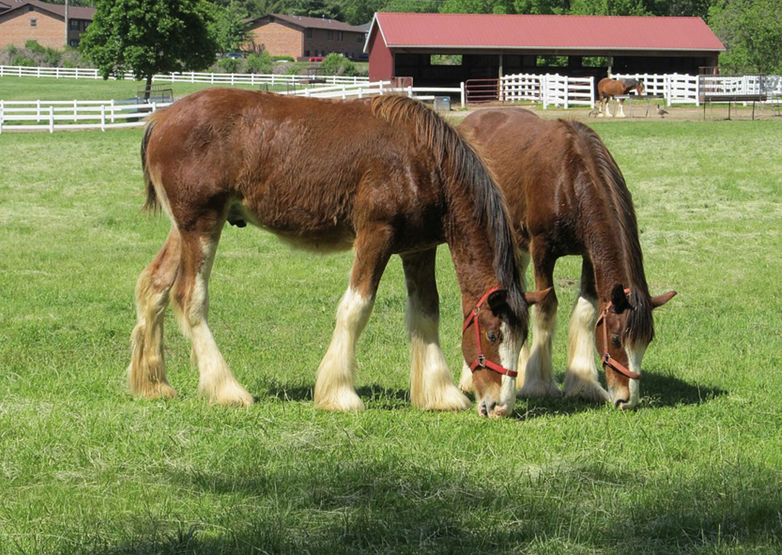 Alles over paarden, jaarlingen.