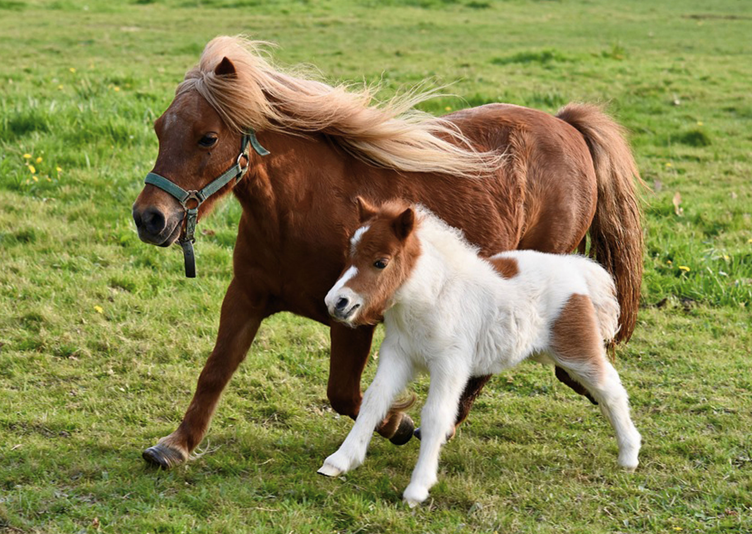 Alles over paarden, pony.