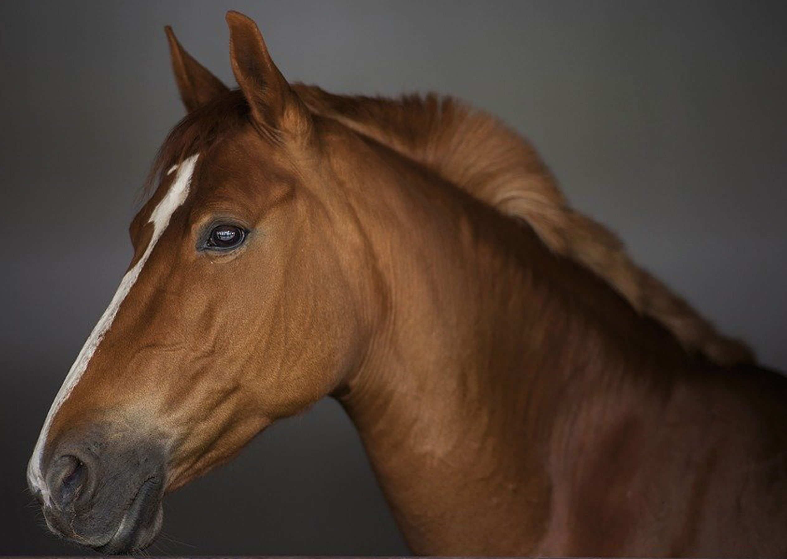 Alles over paarden, ruin.