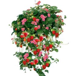 Hangende aardbei 'Rosalie'