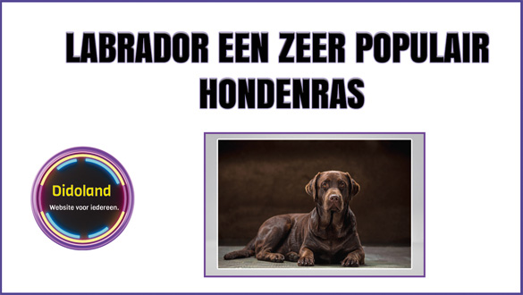 Labrador een zeer populair hondenras