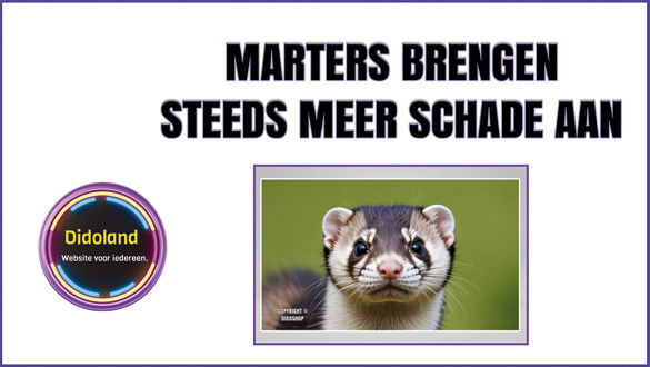 Marters brengen steeds meer schade aan.