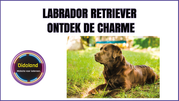 Labrador Retriever ontdek de charme